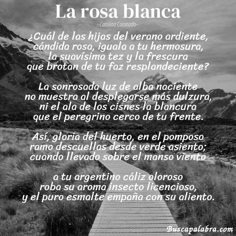 Poema La rosa blanca de Carolina Coronado con fondo de paisaje