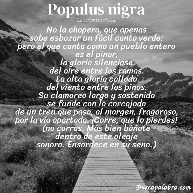 Poema populus nigra de Luis Cañizal de la Fuente con fondo de paisaje