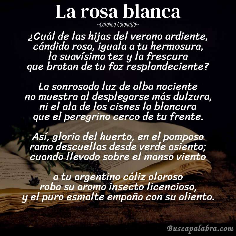 Poema La rosa blanca de Carolina Coronado con fondo de libro